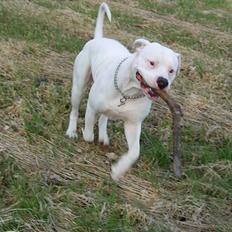 Amerikansk bulldog Oscar