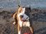 Amerikansk staffordshire terrier Jake - R.I.P  04/08-11  R.I.P - Amager Strand Park D. 10-06-2005  Et lille smil :-D