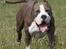 Amerikansk staffordshire terrier Jake - R.I.P  04/08-11  R.I.P - PRUST........  tykke jake  :-D