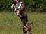 Amerikansk staffordshire terrier Jake - R.I.P  04/08-11  R.I.P - Weeee ....