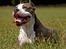 Amerikansk staffordshire terrier Jake - R.I.P  04/08-11  R.I.P