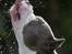 Amerikansk staffordshire terrier Jake - R.I.P  04/08-11  R.I.P