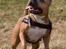 Amerikansk staffordshire terrier Nadia   *R.I.P.* - *Nyt* Tosafoto April 2006. Nadia 4 år.