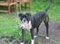 Amerikansk bulldog VBA's Kela R.I.P 2011 - Er der noget bedre end en gammel arbejdshandske..??