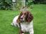 Engelsk springer spaniel Twister F.T. "R.I.P" - dejligt at ligge i græsset