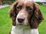 Engelsk springer spaniel Twister F.T. "R.I.P" - Er jeg tæt nok på kameraet ??