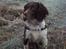 Engelsk springer spaniel Twister F.T. "R.I.P" - Hov.. var der ikke lige noget ?