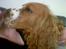 Cocker spaniel Rico - mor får lige et kys...*S*
