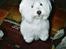 Coton de tulear *~Tut~*