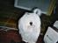Coton de tulear *~Tut~*