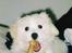 Coton de tulear *~Tut~*