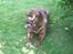 Dogue de bordeaux Frede 2001 - 2007