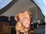 Dogue de bordeaux Frede 2001 - 2007