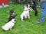 Blanding af racer Luna (R.I.P aflivet 17/1-17) - Luna med venner i kolonihaven.