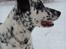 Blanding af racer Rollo - Rollo den 29 december 2005