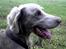 Langhåret Weimaraner Fuchs Vom Jungholz (Død) - Faktisk tage samme dag som han bliver kørt ned....:Ó( 20. september 2006