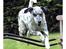 Blanding af racer Rollo