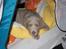 Langhåret Weimaraner Fuchs Vom Jungholz (Død) - Ja morgenfrisk......det kan man vist ikke kalde mig