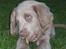 Langhåret Weimaraner Fuchs Vom Jungholz (Død) - De siger man skal tygge i dem her, så det prøver jeg at gøre:o)