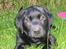 Labrador retriever Kenzo - Lækker steg..