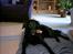 Labrador retriever cosmo