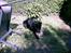 Labrador retriever cosmo