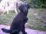 Labrador retriever cosmo