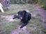 Labrador retriever cosmo - Hhmmm det smager jo godt!!