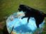 Labrador retriever Kenzo - Jubiiii... Tid til badebassin igen...