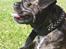Blanding af racer Luna (R.I.P aflivet 17/1-17) - lige et profil billede:)