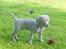 Weimaraner SØNDERSKOVEN`S B-KULD - Sønderskoven`s  BANDIT alias ZEUS flytter ned til familien Schrøder i Kolding.