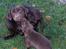 Labrador retriever Basse