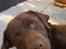 Labrador retriever Basse