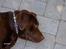 Labrador retriever Basse
