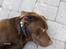 Labrador retriever Basse