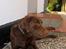 Labrador retriever Basse - Her har Basse det varmt