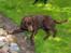 Labrador retriever Basse - Basse tager sol bad