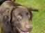 Labrador retriever Basse - Her r BAsse glad.