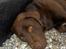 Labrador retriever Basse - BAsse r en meget doven hund.