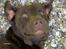 Labrador retriever Basse