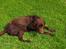 Labrador retriever Basse