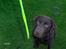 Labrador retriever Basse