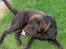 Labrador retriever Basse