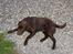 Labrador retriever Basse