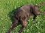 Labrador retriever Basse