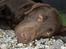 Labrador retriever Basse
