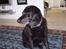 Labrador retriever Dixie  - Dixie, min elskede hund <3