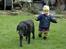 Labrador retriever Dixie  - Dixie og min fætter Benjamin.. han er helt tosset med hende!
