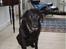 Labrador retriever Dixie  - årh, kender ingen som Dixie der kunne smelte et hjerte .. <33