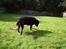 Labrador retriever Dixie  - her søger hun efter mad ude i haven. 